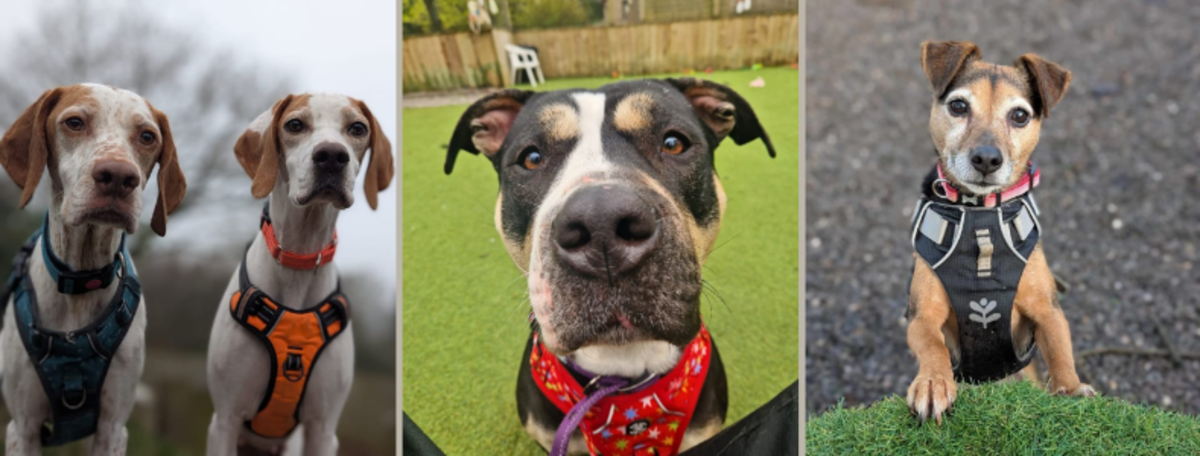 Hope Rescue Cardiff Miss World Visits Hope Rescue in Wales to Promote Dog Adoption - Miss World